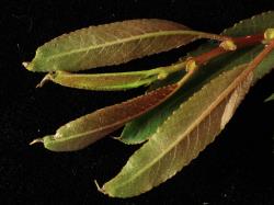Salix triandra. Emerging leaves.
 Image: D. Glenny © Landcare Research 2020 CC BY 4.0